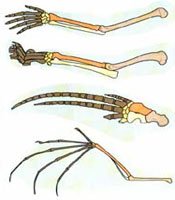 Link to article of limb development