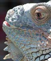 galapagos lizard, link to Galapagos Conservency